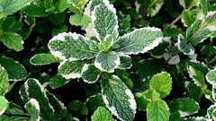 節電の夏もクールに過ごそう!万能すぎる「ハッカ油」の使い方15選