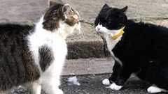 路上に毛が散乱 イギリス首相官邸と外務省の“ネコ"が路上でケンカを繰り広げる | ねとらぼ