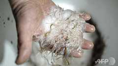 手荷物にウナギ稚魚60キロ… 中国人2人が密輸試み フランス