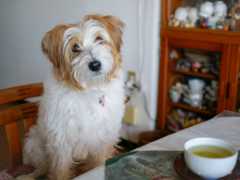 f:id:OKP:20181228225100j:plain