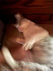 f:id:Tama-kerne:20250925224148j:image f:id:Tama-kerne:20250925224148j:image