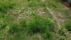 f:id:coedowalk:20210606173232j:plain