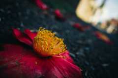 f:id:gorotaku:20190315134031j:plain f:id:gorotaku:20190315134031j:plain