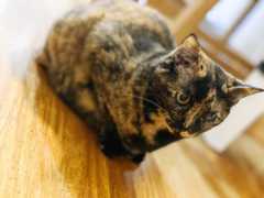 f:id:gorotaku:20190920211000j:plain f:id:gorotaku:20190920211000j:plain