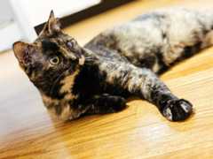 f:id:gorotaku:20190920225456j:plain f:id:gorotaku:20190920225456j:plain