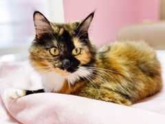 f:id:gorotaku:20190921152446j:plain f:id:gorotaku:20190921152446j:plain