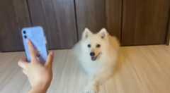 f:id:hinode_shinshi:20211015012758j:plain