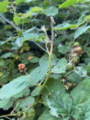 f:id:hitotoshoku:20210809030405j:image f:id:hitotoshoku:20210809030405j:image