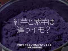 「紅芋と紫芋は違うイモ?」沖縄から持ち出しを禁止されているイモ【沖縄土産番外編】【適材適食】小園亜由美(管理栄養士・野菜ソムリエ上級プロ)糖尿病専門・甲状腺専門クリニック勤務@福岡姪浜・福岡天神