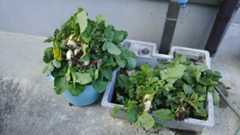 f:id:lele-mmw:20201107223850j:plain f:id:lele-mmw:20201107223850j:plain