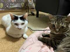 f:id:lovejunkey:20200205150713j:plain f:id:lovejunkey:20200205150713j:plain