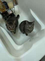 f:id:lovejunkey:20200205150908j:plain f:id:lovejunkey:20200205150908j:plain