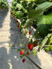 f:id:narutabi:20250209111831j:image f:id:narutabi:20250209111831j:image