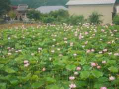 f:id:noririn3103:20200816142931j:plain f:id:noririn3103:20200816142931j:plain