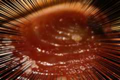 f:id:ornith:20151022155703j:plain f:id:ornith:20151022155703j:plain