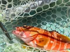 f:id:supemaru:20250722082839j:image f:id:supemaru:20250722082839j:image