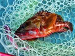 f:id:supemaru:20250810125119j:image f:id:supemaru:20250810125119j:image