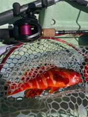 f:id:supemaru:20250908133314j:image f:id:supemaru:20250908133314j:image