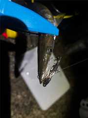 f:id:supemaru:20251015120807j:image f:id:supemaru:20251015120807j:image