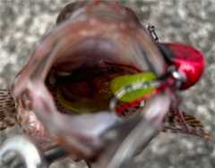 f:id:supemaru:20251102133318j:image f:id:supemaru:20251102133318j:image