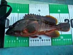 f:id:supemaru:20251116125159j:image f:id:supemaru:20251116125159j:image