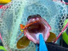 f:id:supemaru:20251116125202j:image f:id:supemaru:20251116125202j:image