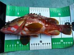 f:id:supemaru:20251116125736j:image f:id:supemaru:20251116125736j:image