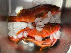 f:id:supemaru:20251116134921j:image f:id:supemaru:20251116134921j:image