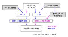 f:id:takumasa39:20170806141715p:plain f:id:takumasa39:20170806141715p:plain