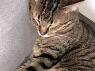 Un chat aveugle coincé entre deux murs pendant cinq jours : comment une commune s'est mobilisée pour le sauver