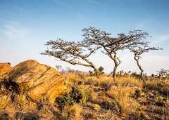 Profile: Moji Kitsi, ‘The one who gathers knowledge’