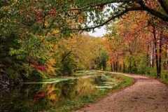 Fall foliage Fall foliage