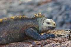Iguanas of the Galapagos Islands
