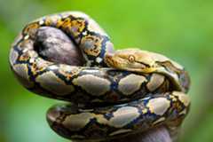 reticulated python (Malayopython reticulatus)