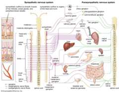 autonomic nervous system