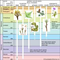 Plant evolution