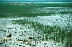 marshland in southern Iraq