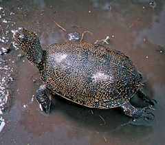 pond turtle