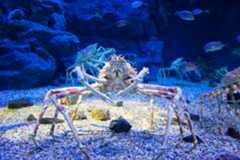 Japanese spider crab