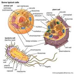 Different types of cells
