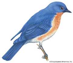 Missouri: state bird