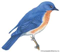 Missouri: state bird