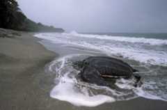 leatherback sea turtle (Dermochelys coriacea)