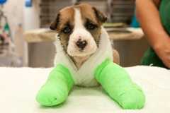 Help Pets Like Emma