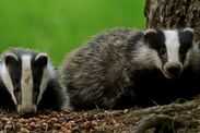 government digging graves wildlife