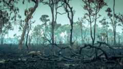 Scorched trees in the Amazon rainforest.