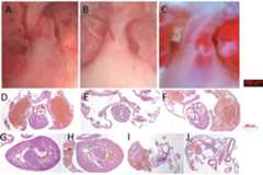 Figure 1—figure supplement 2.
