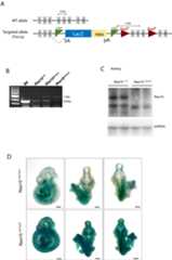 Figure 1—figure supplement 1.