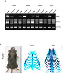 Figure 4—figure supplement 2.