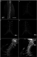 Figure 2—figure supplement 1.